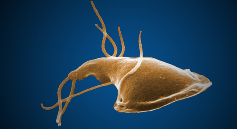 giardia-banner.jpg