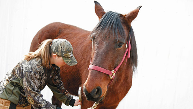 horse.jpg