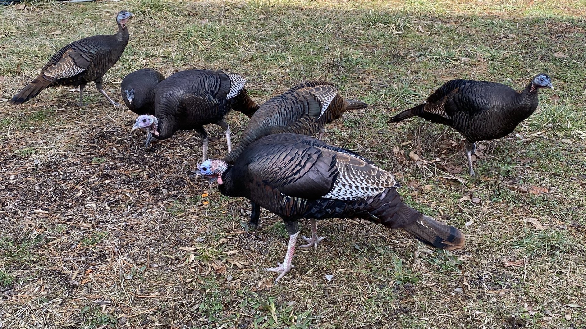 family turkey