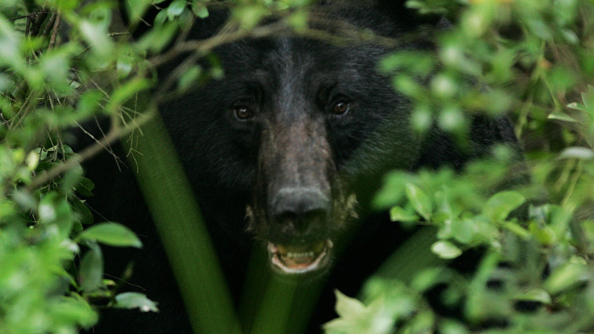 black bear in bushes
