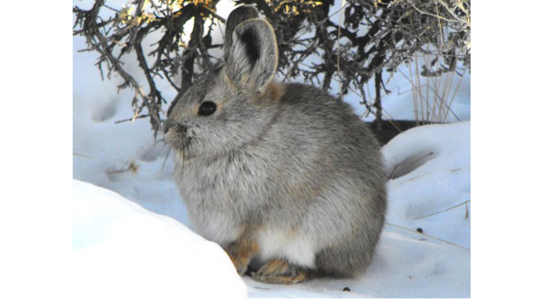 pygmy-rabbit-2.jpg