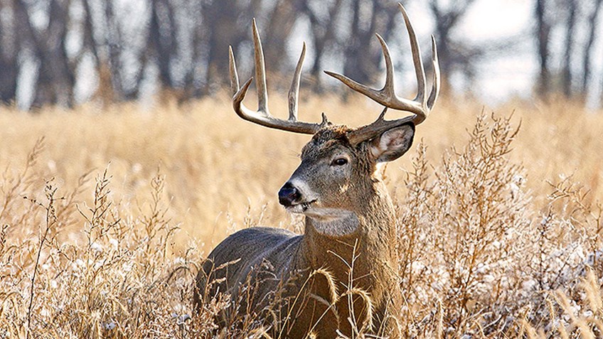 Field Judging - Whitetail Deer